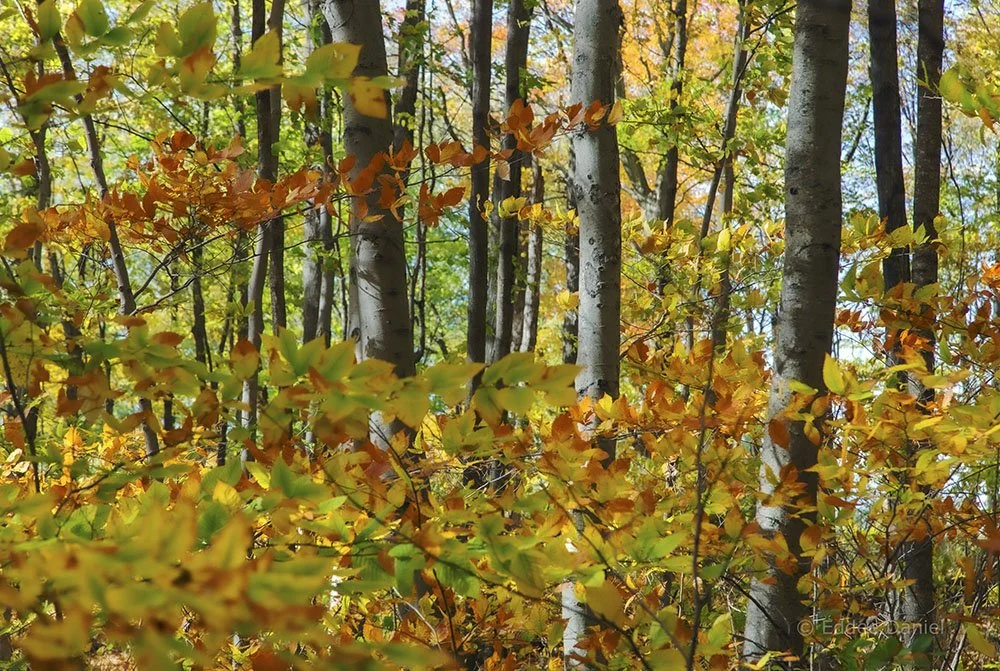 Kurtz Woods State Natural Area — Old-Growth Forest Network